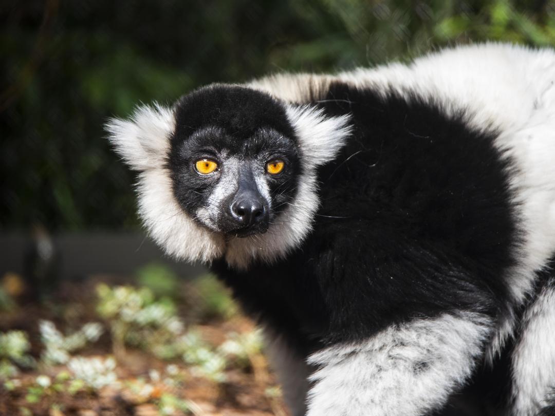 Black White ruffed lemur, Menabe