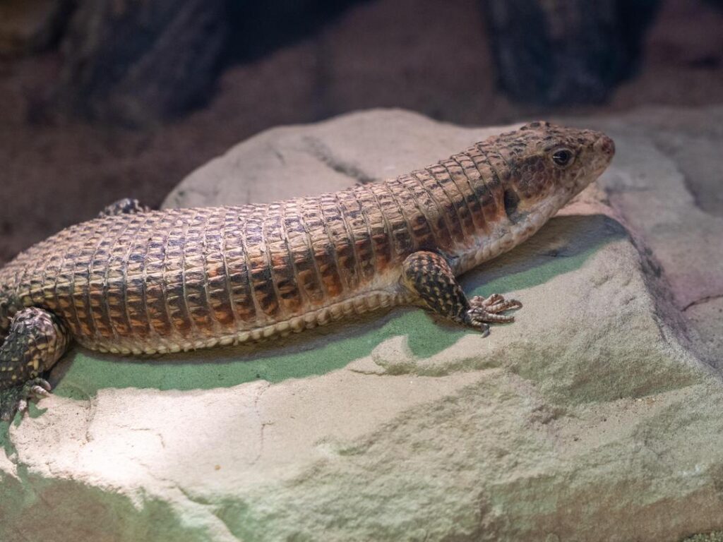 Rough Scaled Plated Lizard