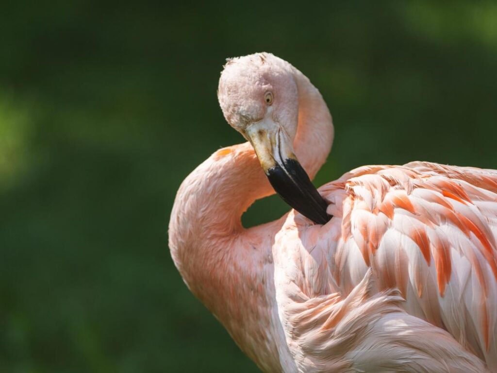 Chilean Flamingo