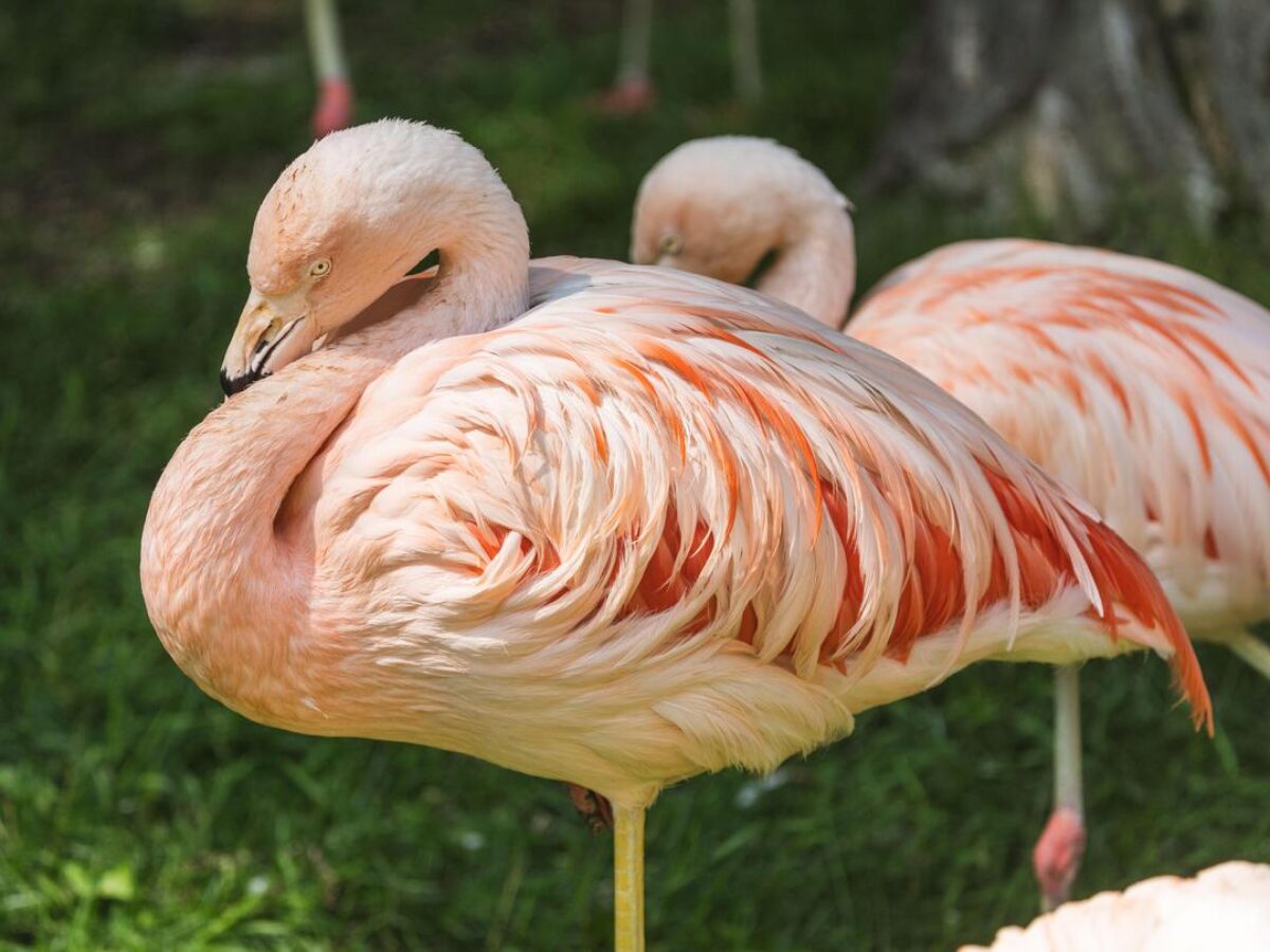 Chilean Flamingo