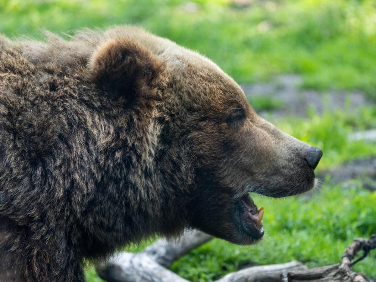 Grizzly Bear