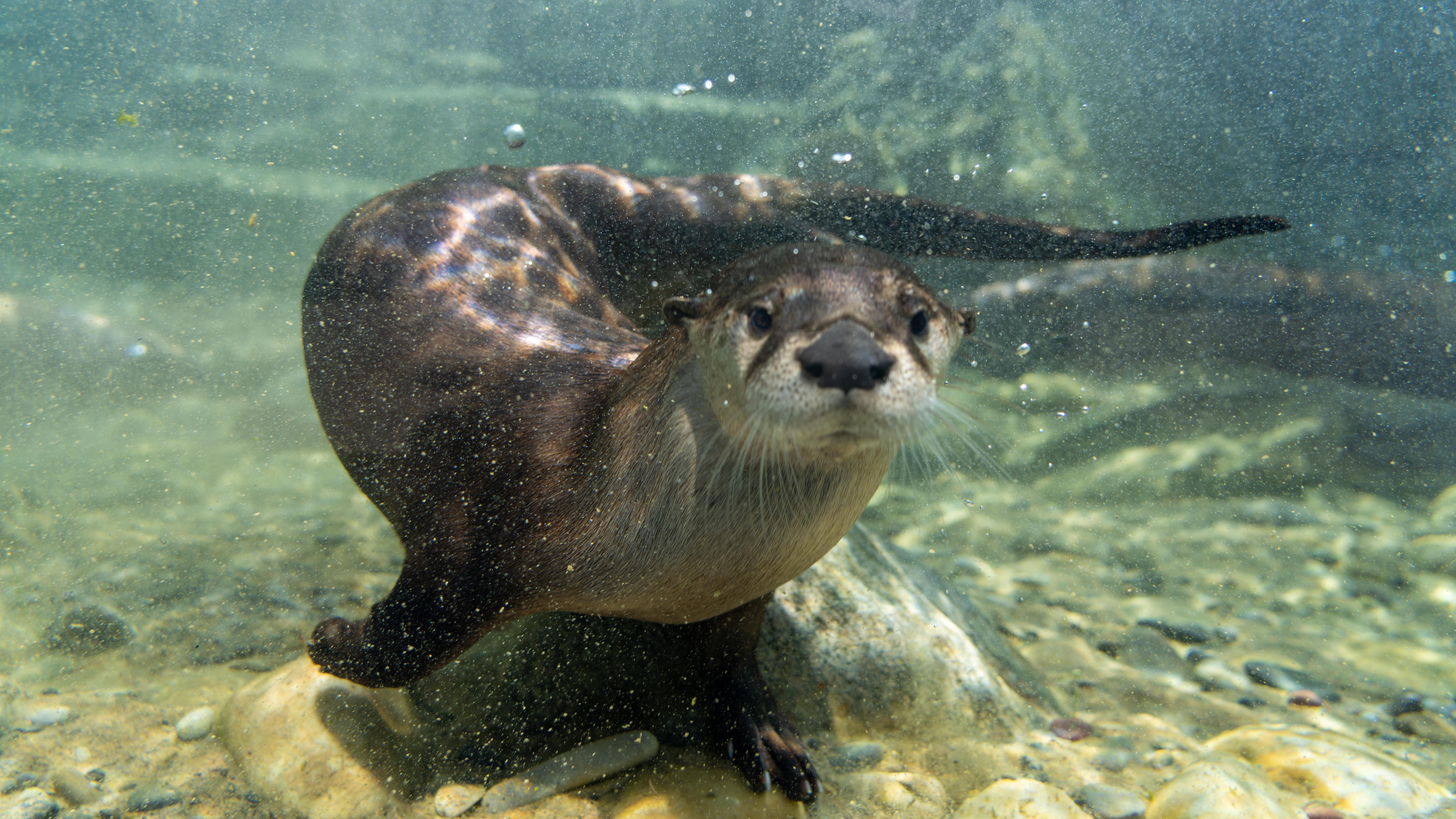 River Otter