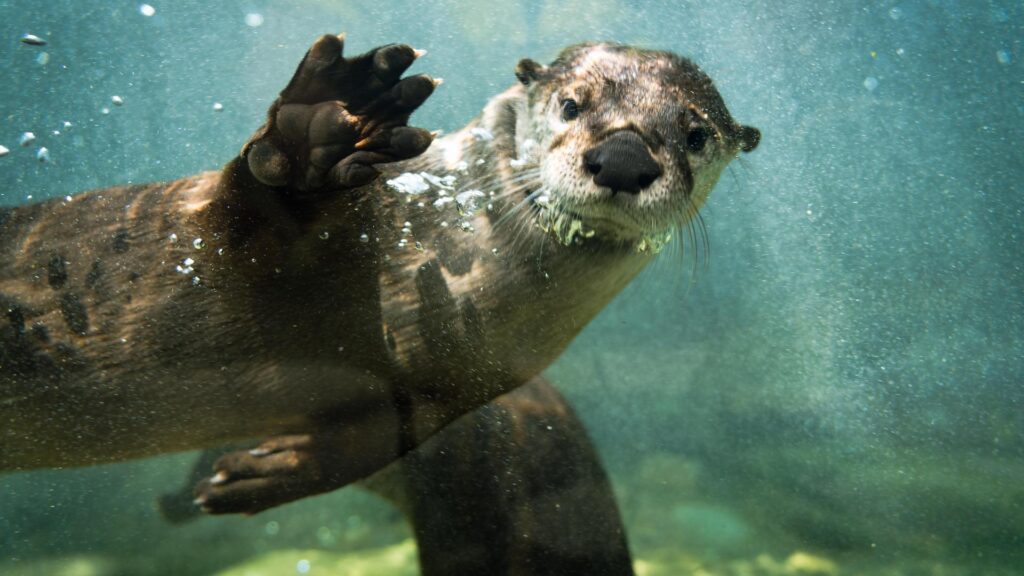 Otter