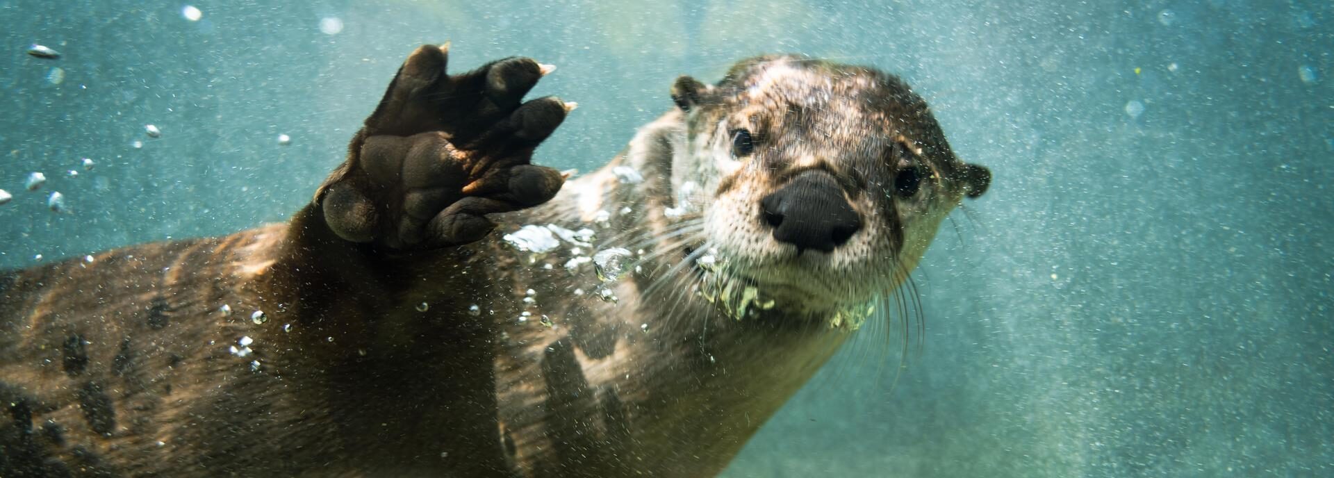 Otter