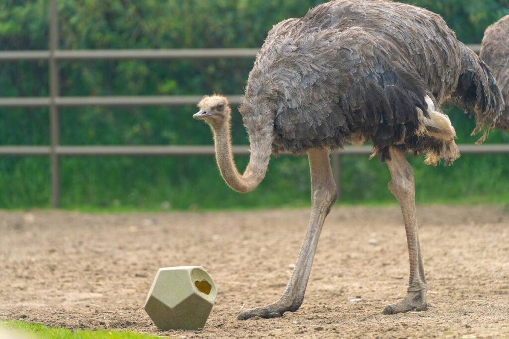 Ostrich