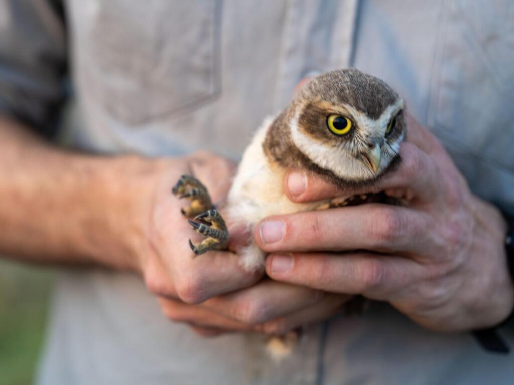 Burrowing Owl