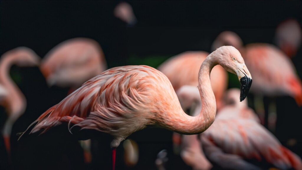 Flamingos