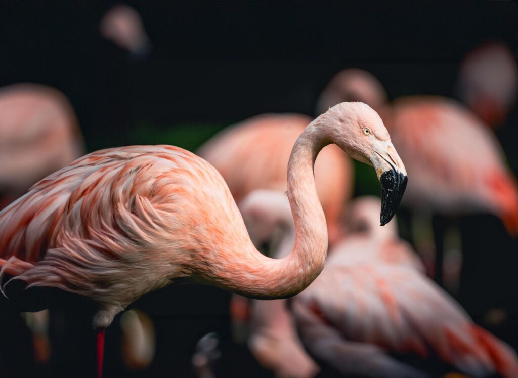 Flamingos