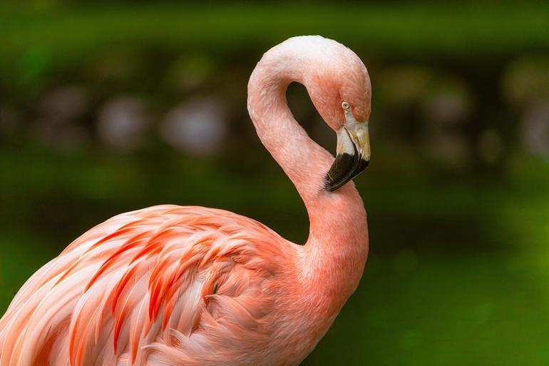 Flamingos