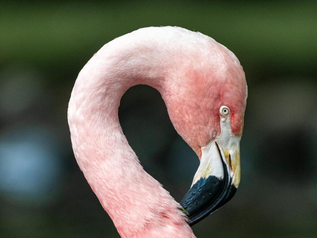 Flamingos