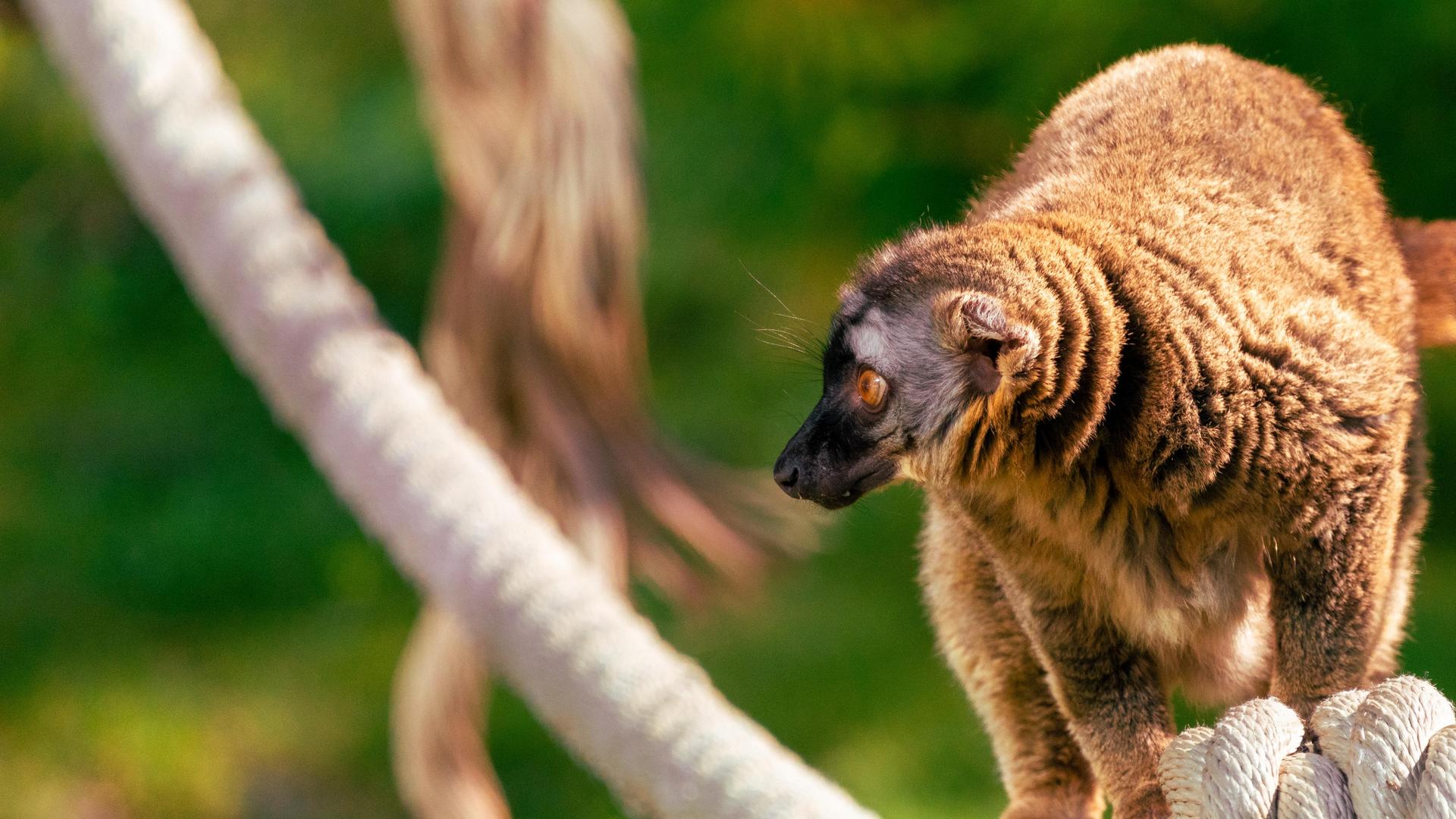Red-fronted Lemur