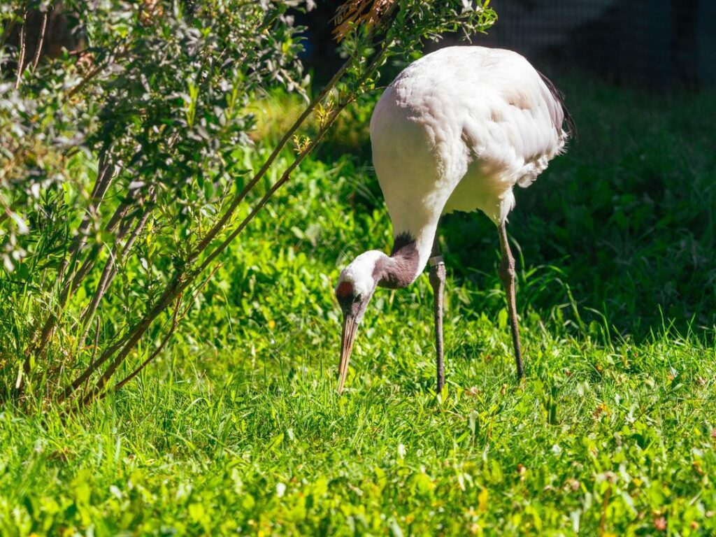 Red-Crowned Crane