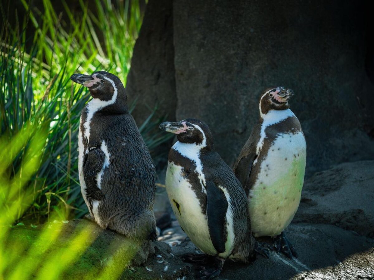 Humboldt Penguins