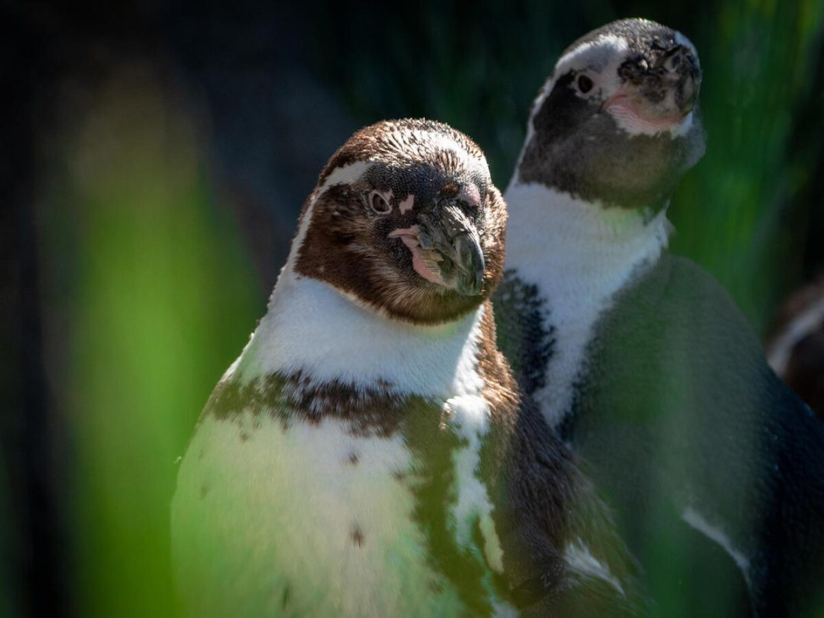 Humboldt Penguins