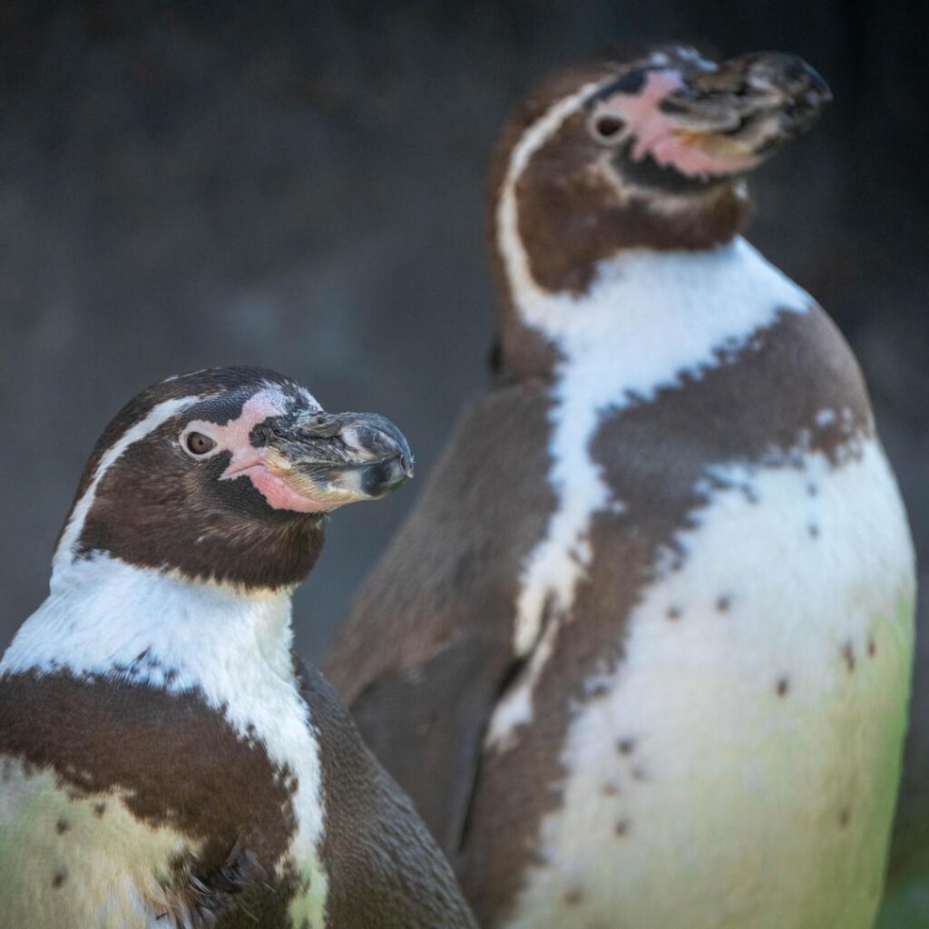 Humdoldt Penguins