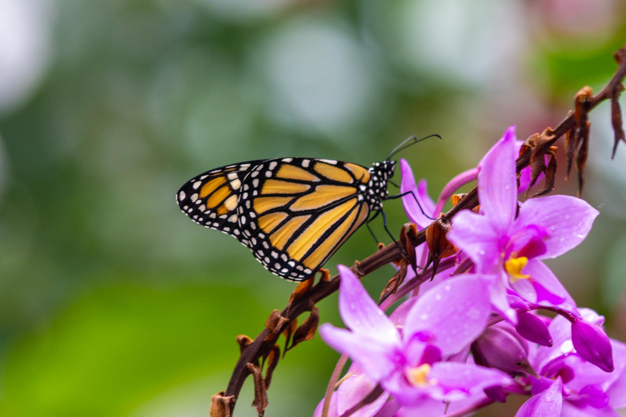 Butterflies