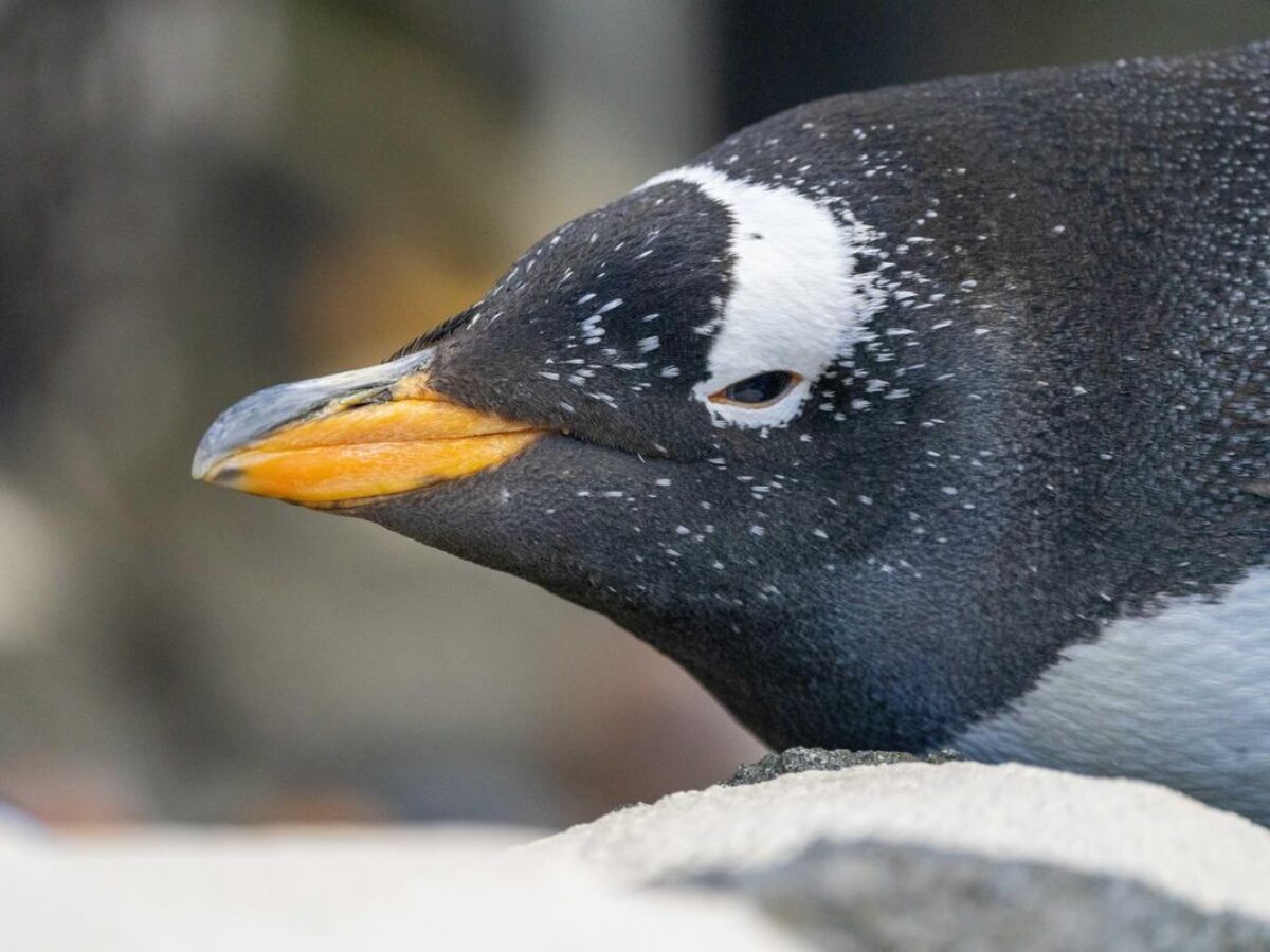 Gentoo Penguin