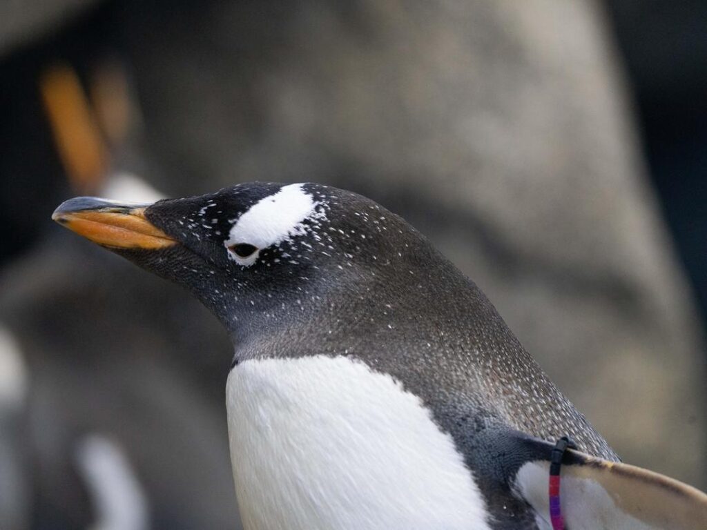 Gentoo Penguin