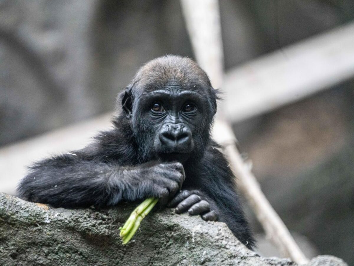 Western lowland gorilla