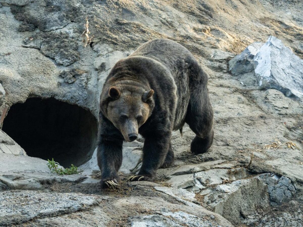 Grizzly Bears - Wilder Institute/Calgary Zoo