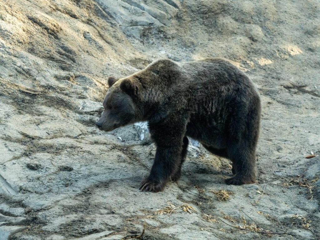 Black Bear