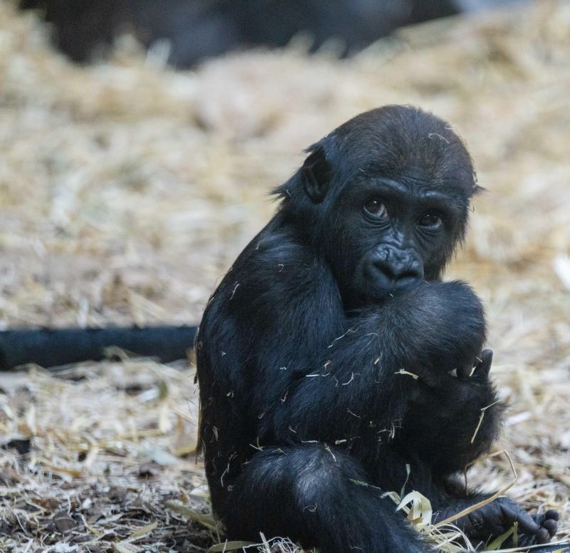Gorilla