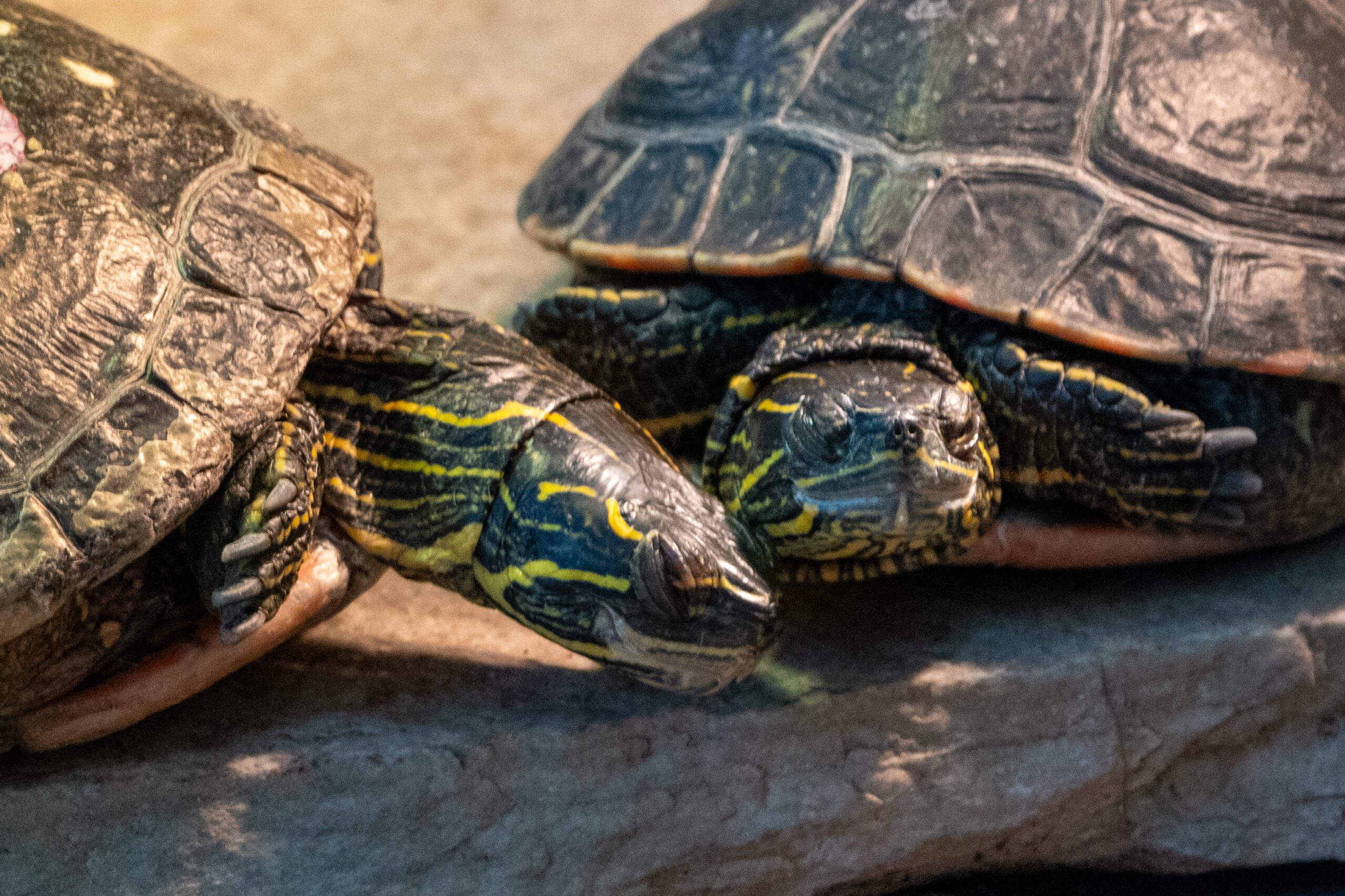 Western Painted Turtle