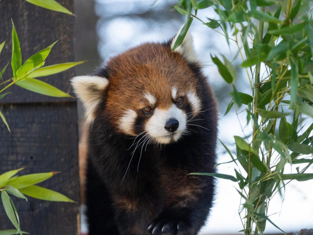 Red Panda