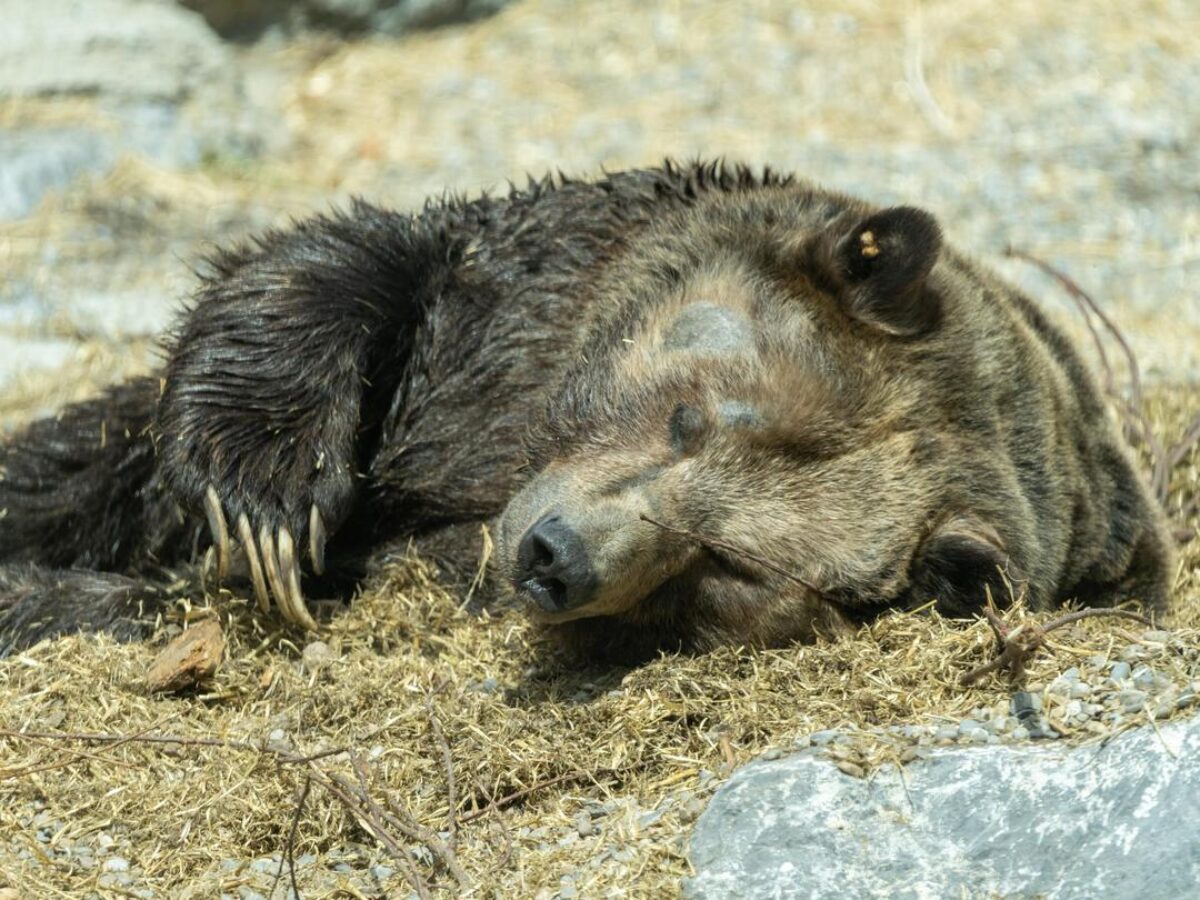 Grizzly Bear