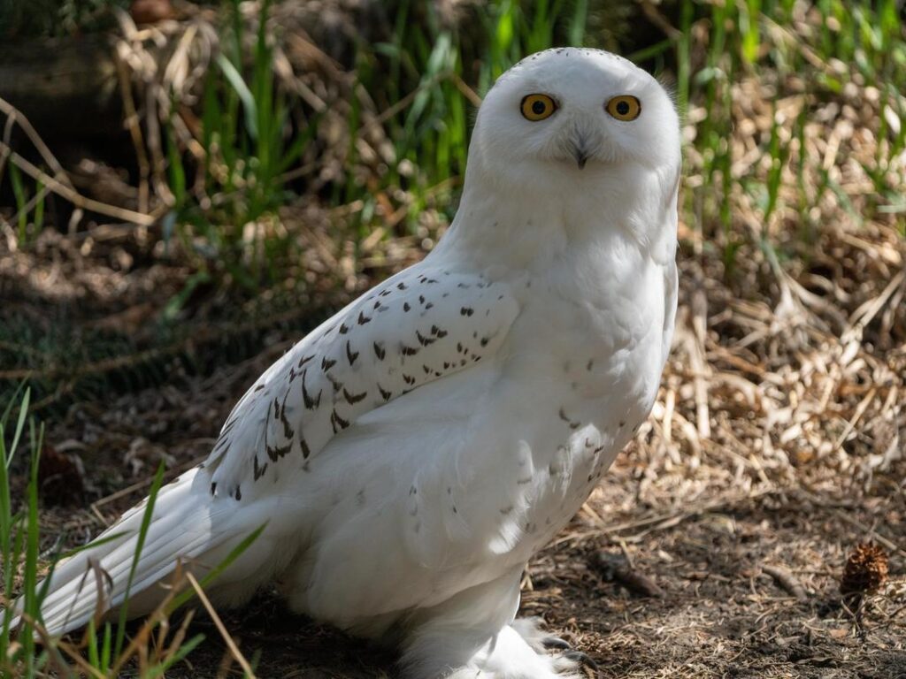 Snowy Owl