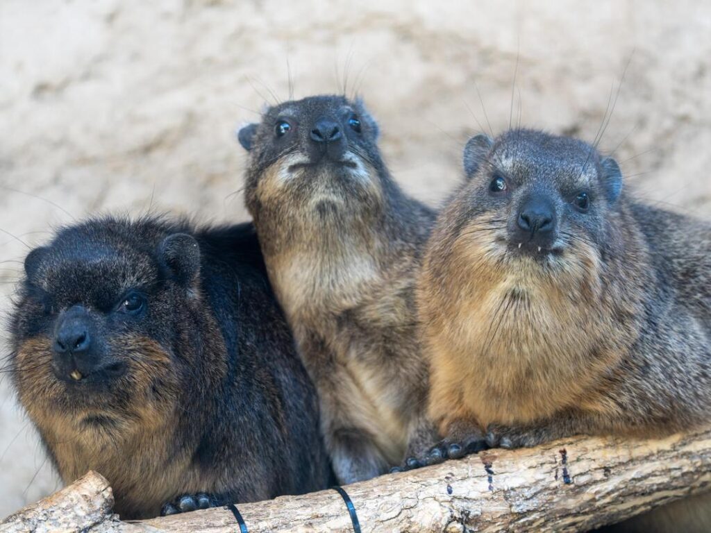 Three Rock Hyrax