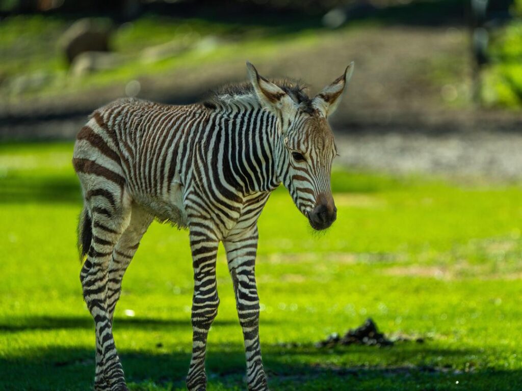 Zebra Foal