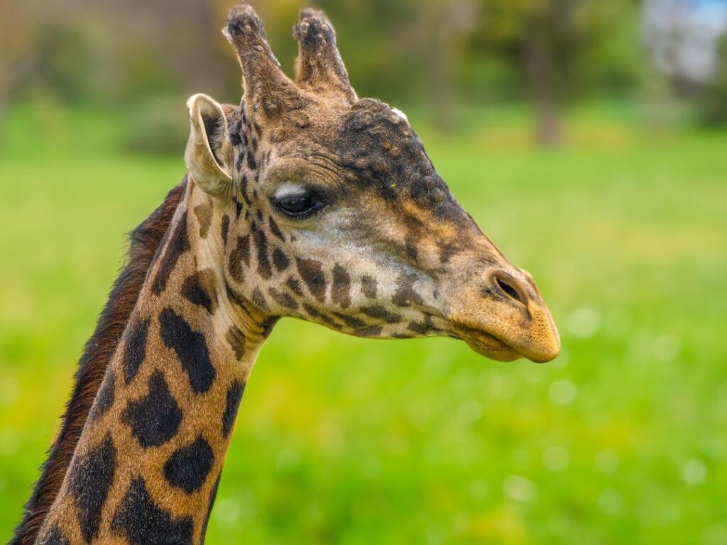 Giraffe