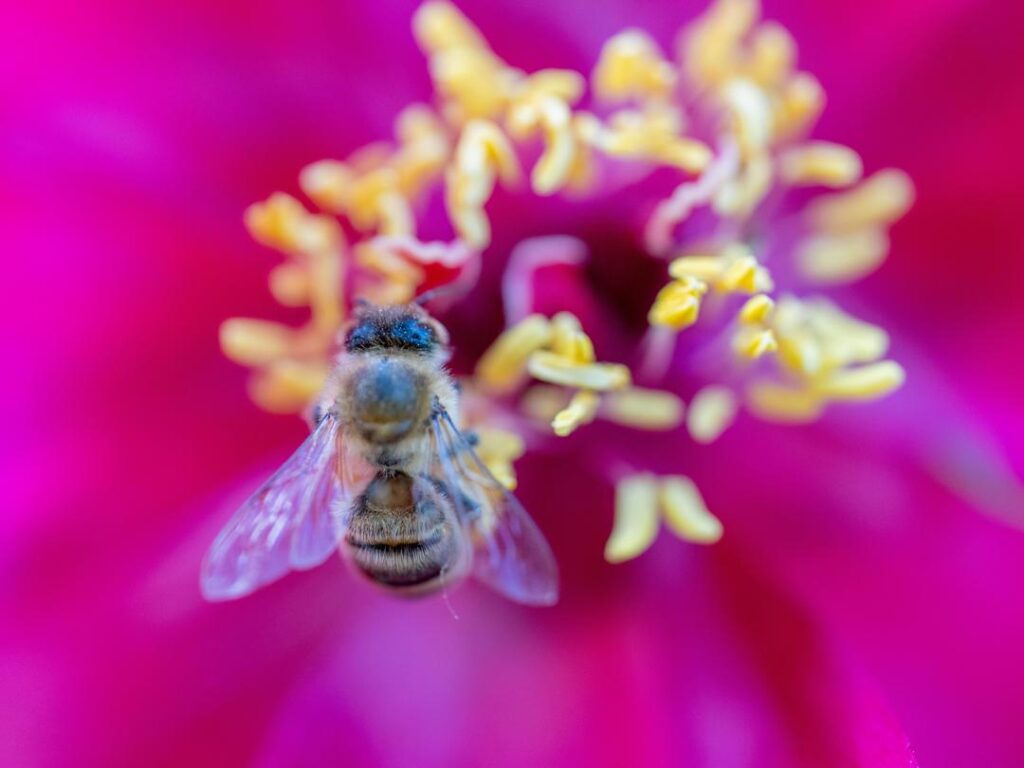 Gardens - Honey Bee
