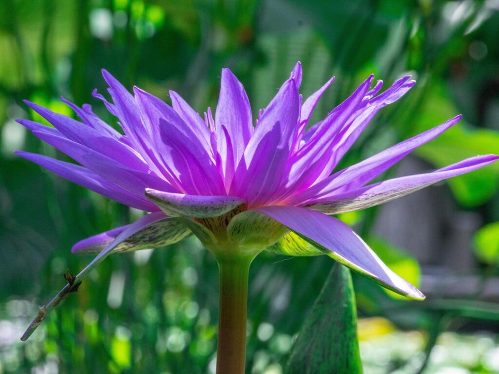 Gardens - Plants