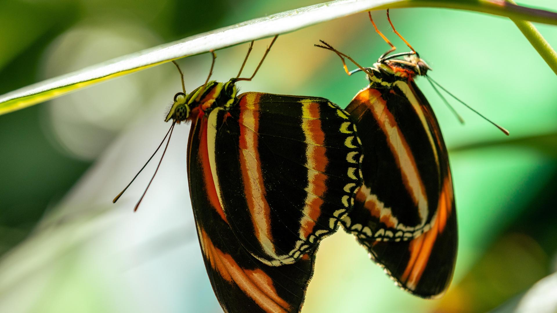 Butterflies