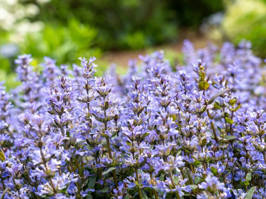 Garden - Plants