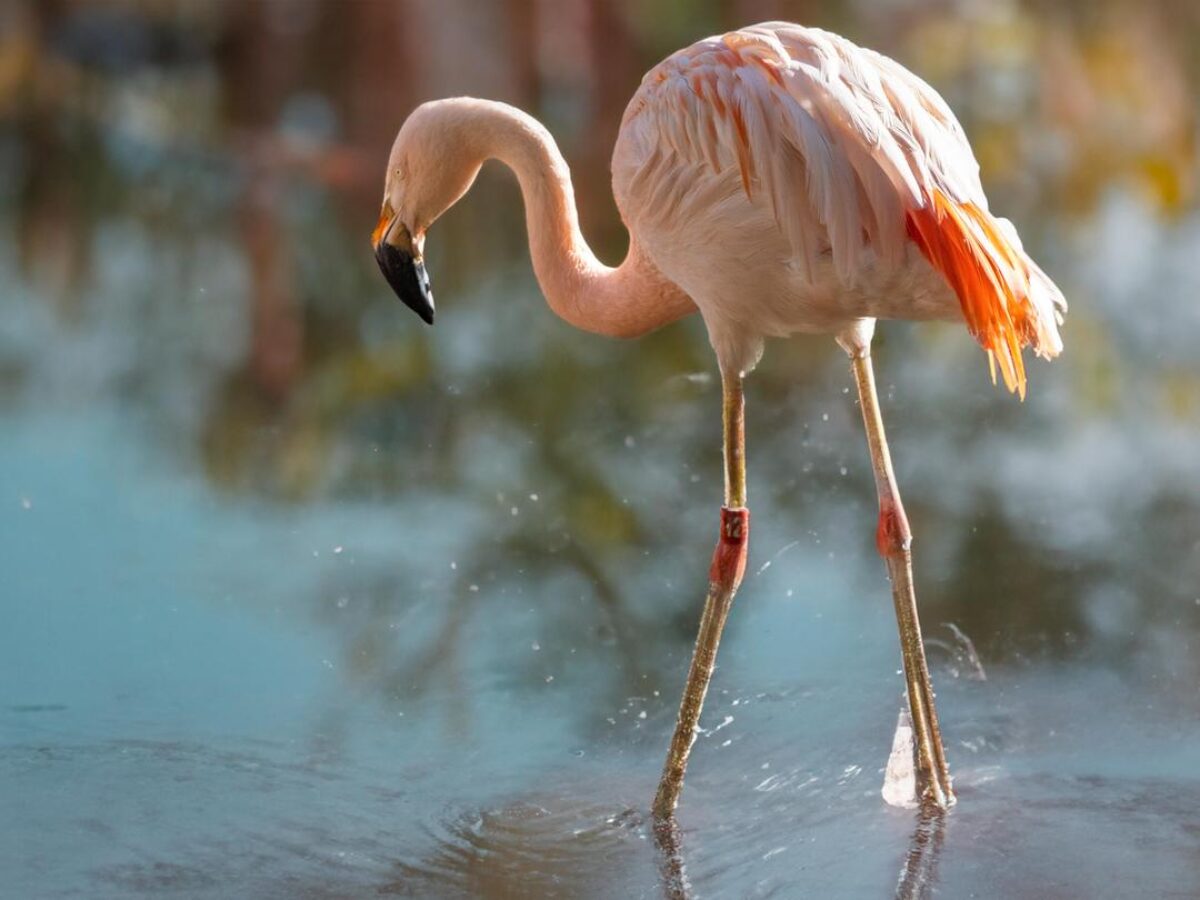 Chilean Flamingo