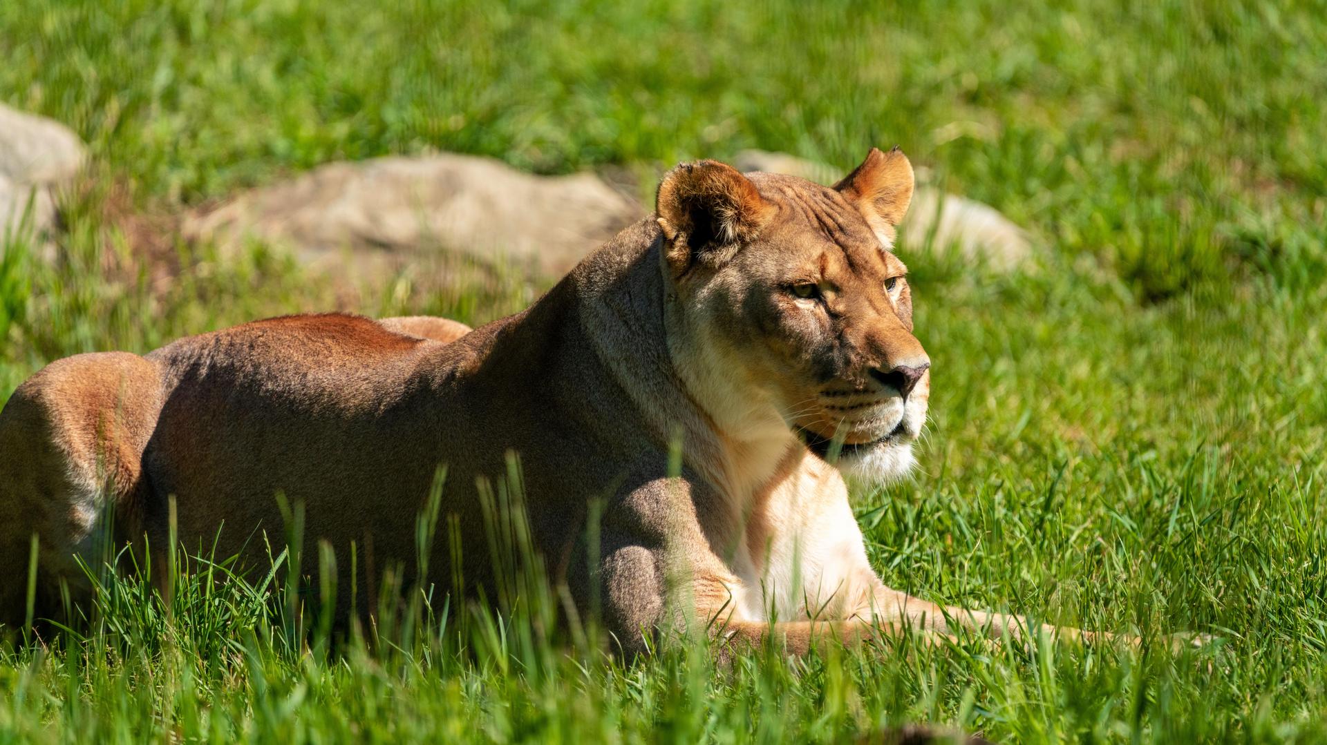 Lion