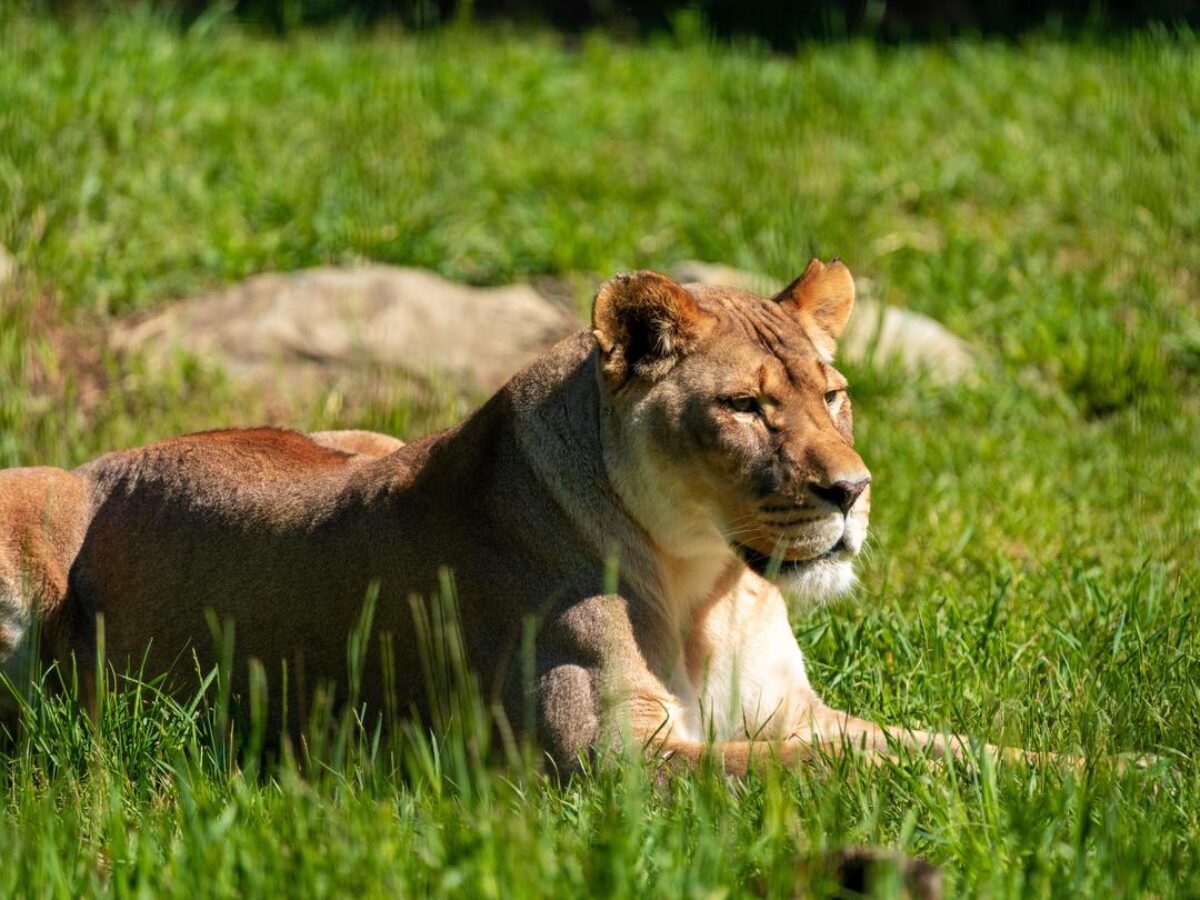 Lion