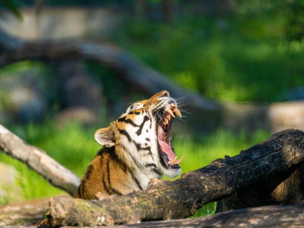 Amur Tiger