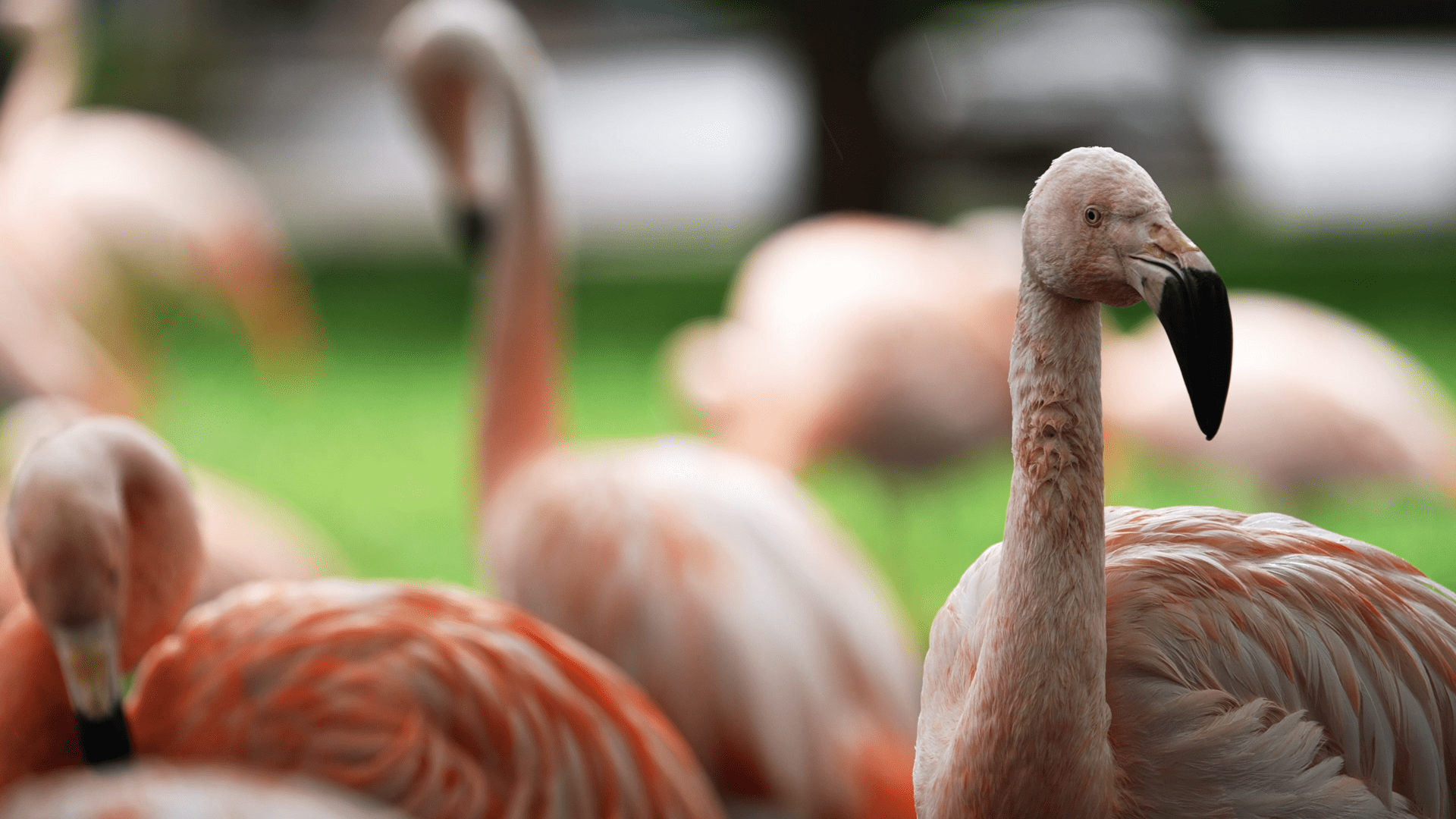 Flamingos