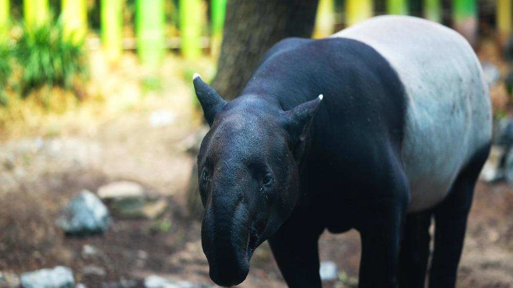 Tanuck the Malayan tapir male