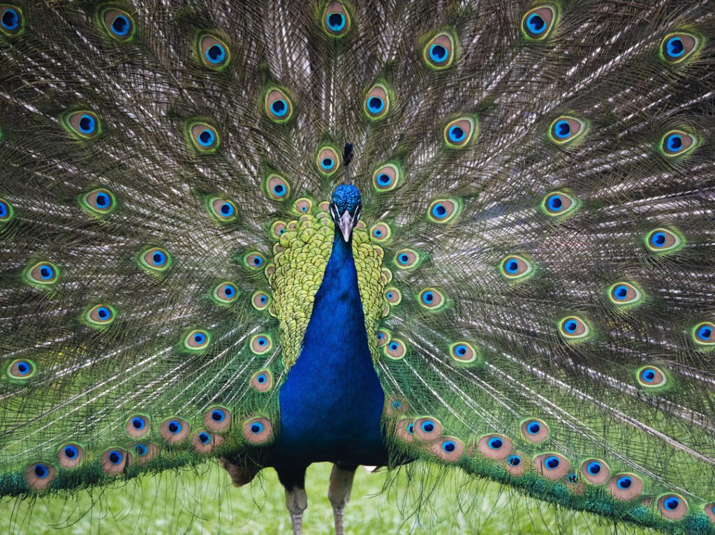 Blue peafowl
