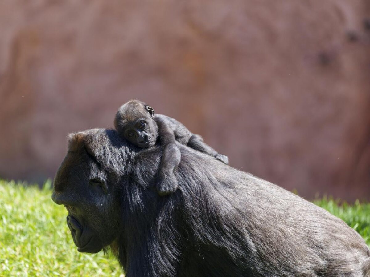 Gorillas