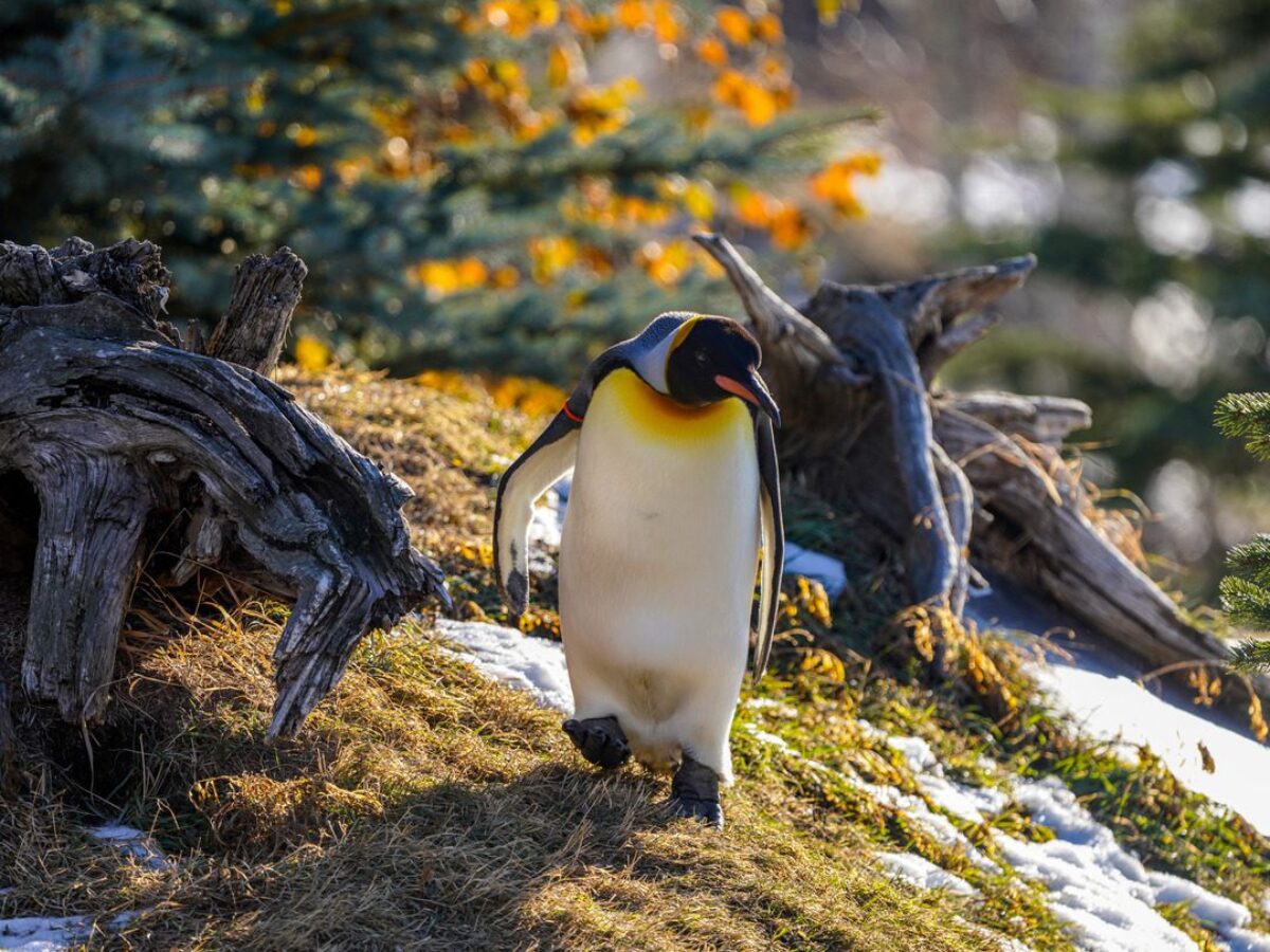 King Penguin