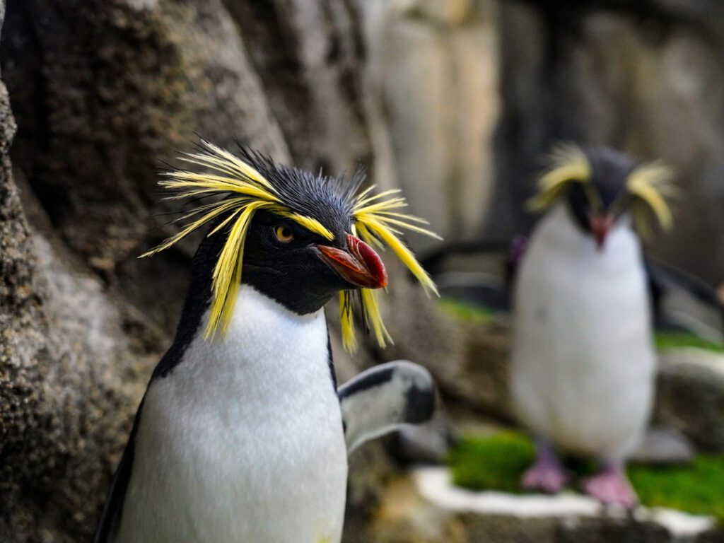 Rockhopper Penguins