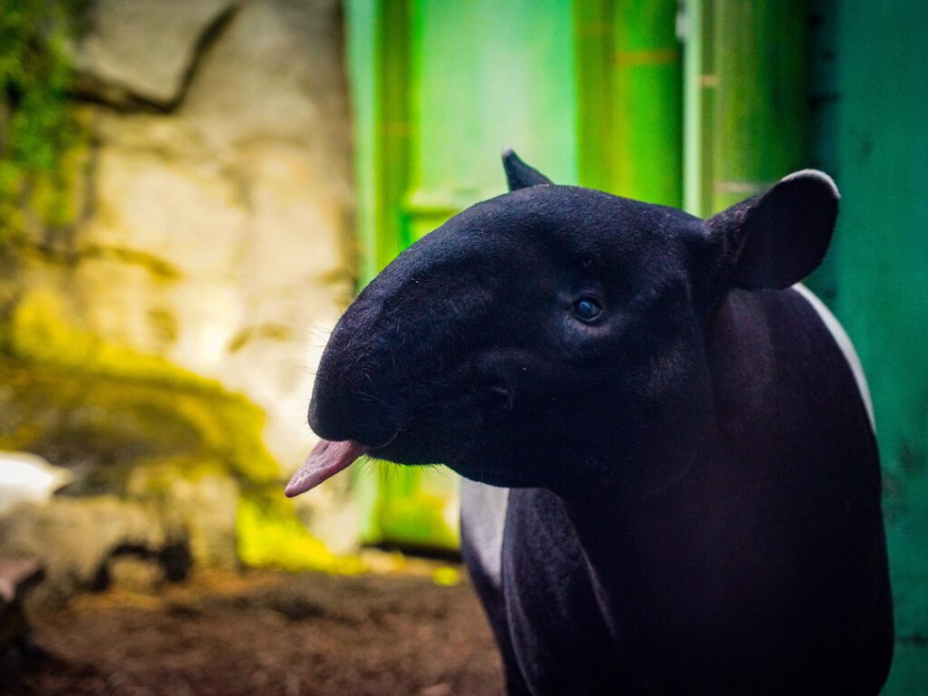 Malayan Tapir