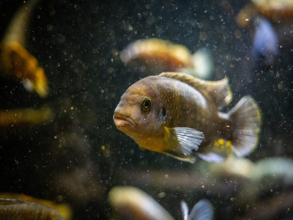 African cichlid