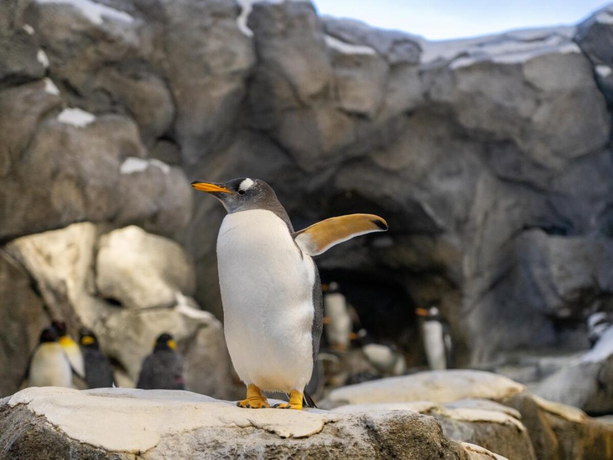 Gentoo Penguin